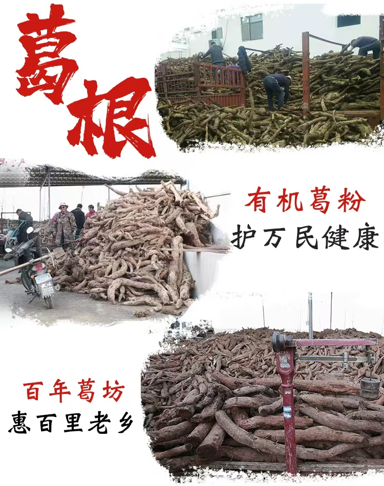 收葛根圖.jpg