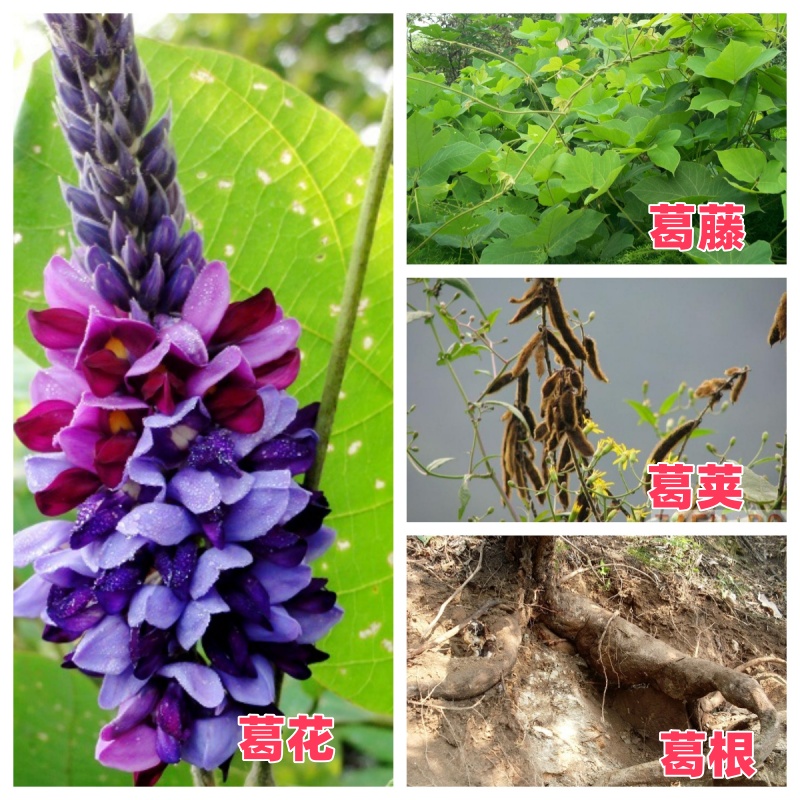 葛的起源_副本.jpg