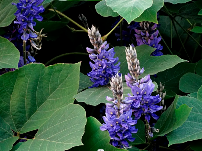 野生葛根花.png