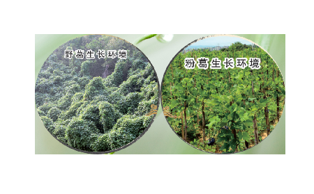 高學(xué)歷養(yǎng)生黨親測：這款雙有機(jī)野生葛根粉，憑什么成日常優(yōu)選？?