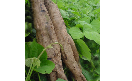 長(zhǎng)期吃葛粉是養(yǎng)生還是傷身？科學(xué)解讀它的三大益處，讓你吃得更明白！