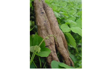 正宗的野生葛根粉，本質(zhì)是淀粉嗎？探秘千年本草中的自然饋贈(zèng)